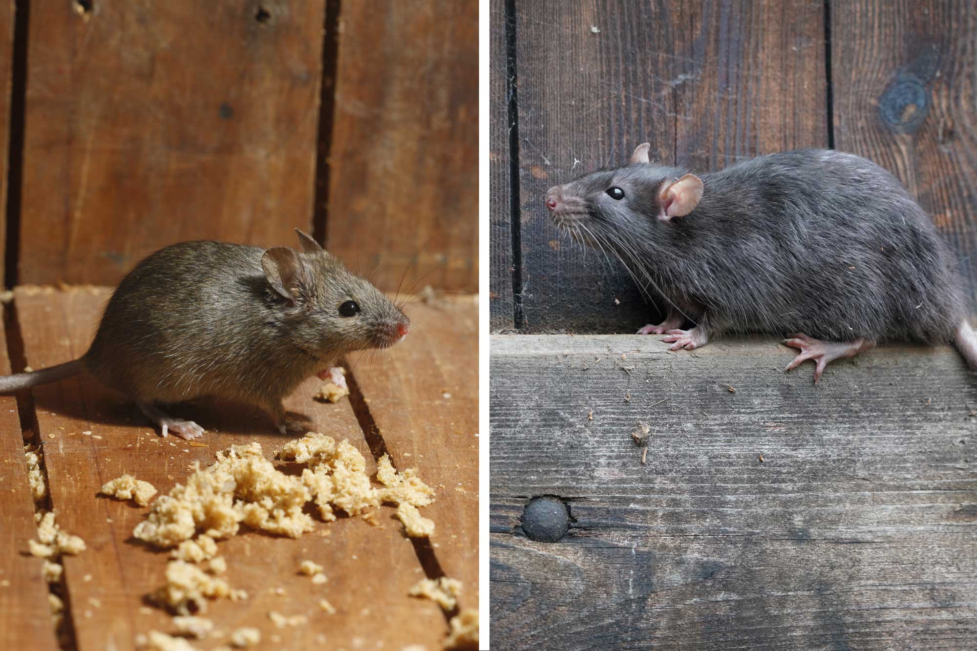 rodent control mice